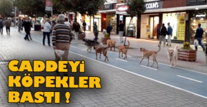 İZZET BAYSAL CADDESİ'Nİ KÖPEKLER BASTI !