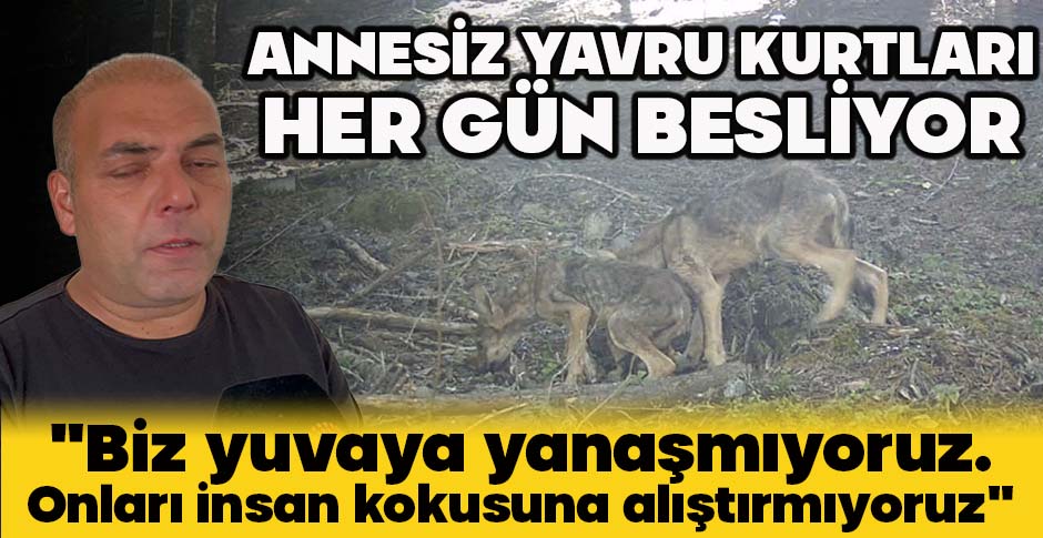 ANNESİZ YAVRU KURTLARI HER GÜN BESLİYOR