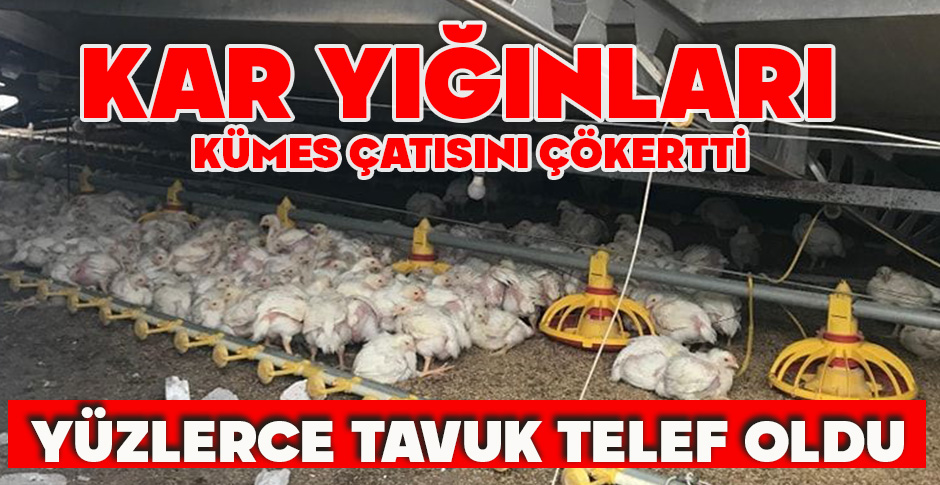 KAR YIĞINLARI KÜMES ÇATISINI ÇÖKERTTİ: YÜZLERCE TAVUK TELEF OLDU