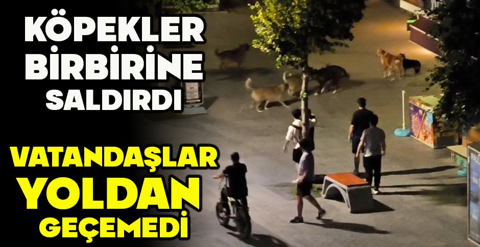 KÖPEKLER BİRBİRİNE SALDIRDI... VATANDAŞLAR YOLDAN GEÇEMEDİ