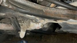 İHA MUHABİRİNİN BÜYÜK HASSASİYETİ... ARACINA GİREN KEDİYİ 1 SAAT BOYUNCA KURTARMAYA ÇALIŞTI...