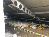 KAR YIĞINLARI KÜMES ÇATISINI ÇÖKERTTİ: YÜZLERCE TAVUK TELEF OLDU