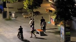 KÖPEKLER BİRBİRİNE SALDIRDI... VATANDAŞLAR YOLDAN GEÇEMEDİ