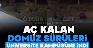 AÇ KALAN DOMUZ SÜRÜLERİ, ÜNİVERSİTE KAMPÜSÜNE İNDİ
