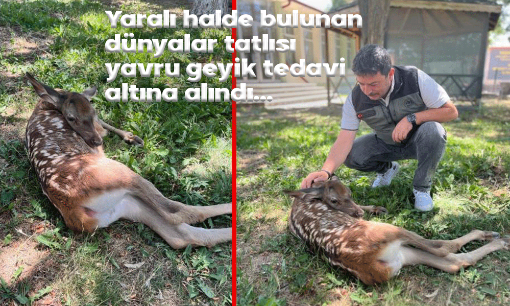 YARALI YAVRU GEYİK TEDAVİ ALTINA ALINDI....