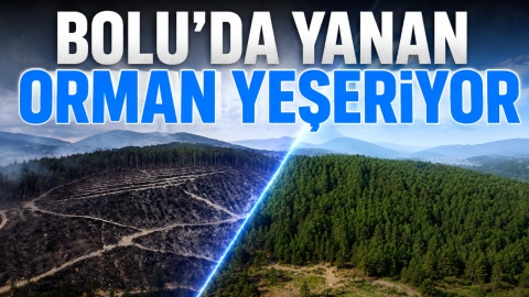 BİR YIL ÖNCE YANMIŞTI! MENGEN ORMANLARININ SON HALİ HAVADAN GÖRÜNTÜLENDİ