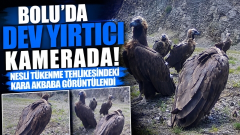 BOLU'DA DEV YIRTICI KAMERADA! NESLİ TÜKENME TEHLİKESİNDEKİ KARA AKBABA GÖRÜNTÜLENDİ
