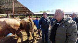 704 KİLOLUK DANA İÇİN DAKİKALARCA PAZARLIK YAPTILAR