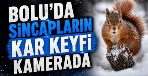 BOLU'DA SİNCAPLARIN KAR KEYFİ KAMERADA