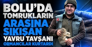 BOLU'DA TOMRUKLARIN ARASINA SIKIŞAN YAVRU TAVŞANI ORMANCILAR KURTARDI