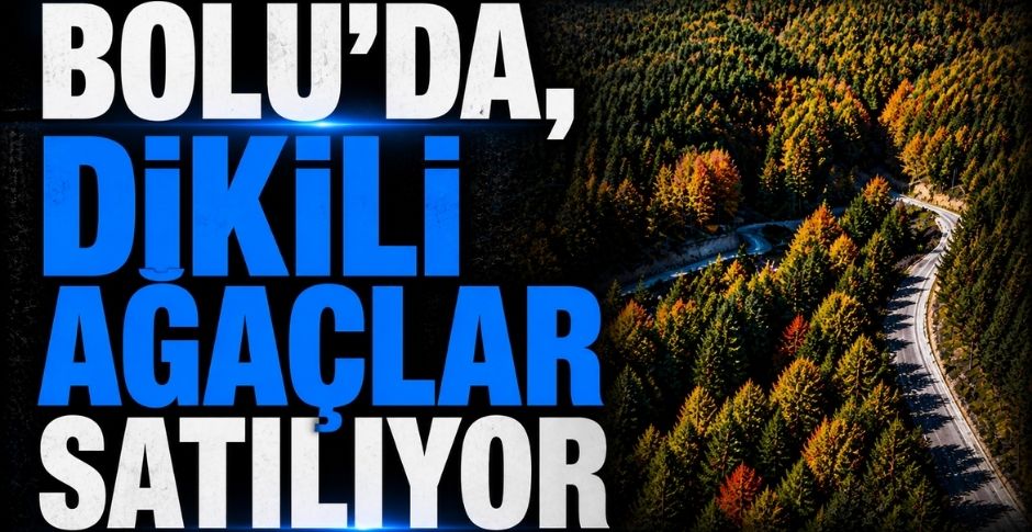 BOLU’DA, DİKİLİ AĞAÇLAR SATILIYOR