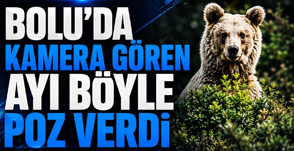 BOLU'DA KAMERA GÖREN AYI BÖYLE POZ VERDİ