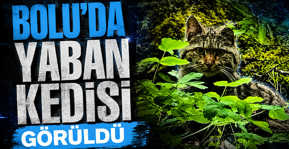 BOLU'DA YABAN KEDİSİ GÖRÜLDÜ