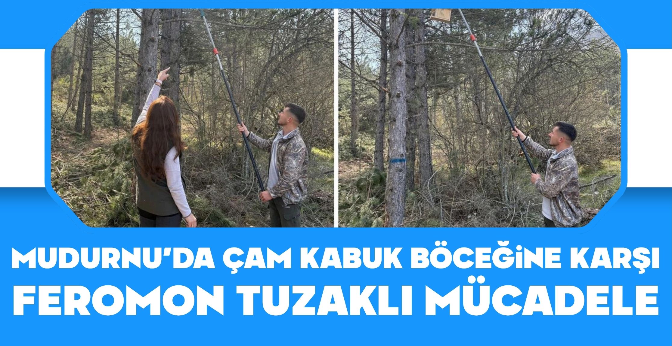 MUDURNU’DA ÇAM KABUK BÖCEĞİNE KARŞI FEROMON TUZAKLI MÜCADELE