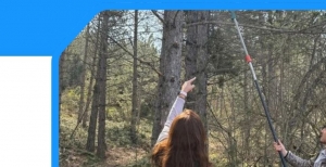 MUDURNU'DA ÇAM KABUK BÖCEĞİNE KARŞI FEROMON TUZAKLI MÜCADELE
